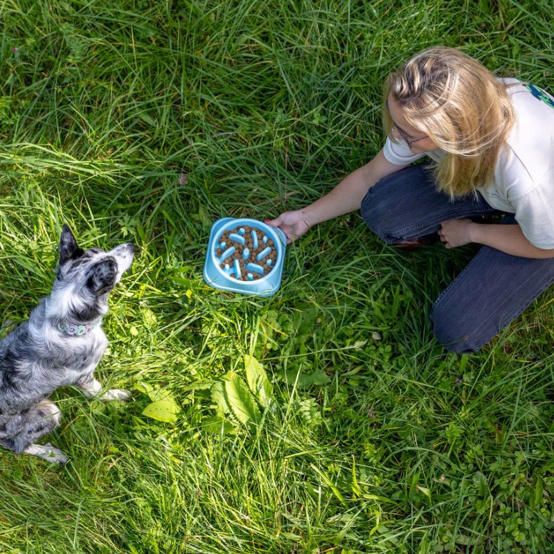 Anna-Marie Behnken von Mit Sinn und Napf führt eine Haustierberatung bei einem Hund durch.