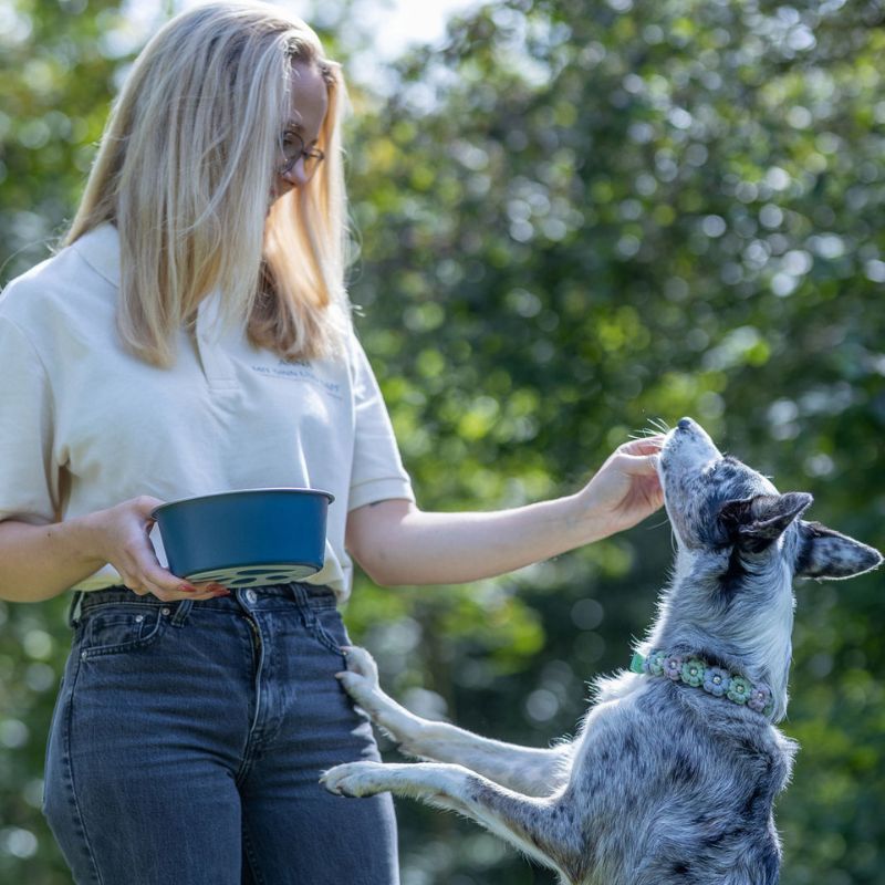 Anna-Marie Behnken von Mit Sinn und Napf füttert ihren Hund mit der Hand während sie einen Fressnapf in der anderen Hand hält.