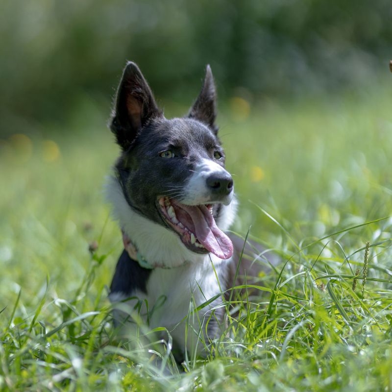 Ein Hund liegt mit hechelnder Zunge auf einer sonnigen Wiese.
