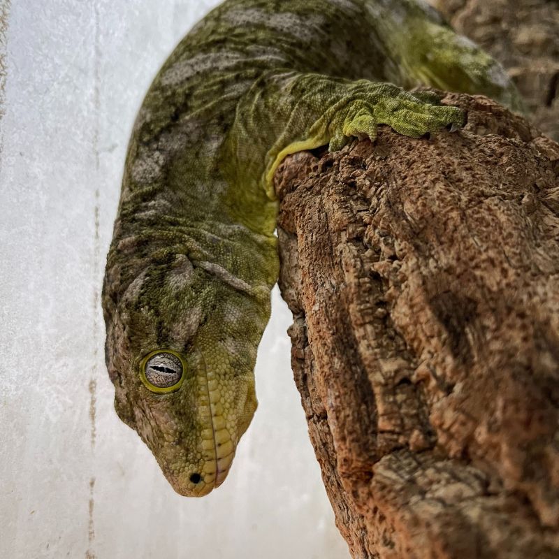 Ein Gekko sitzt auf einer Baumrinde in einem Terrarium.