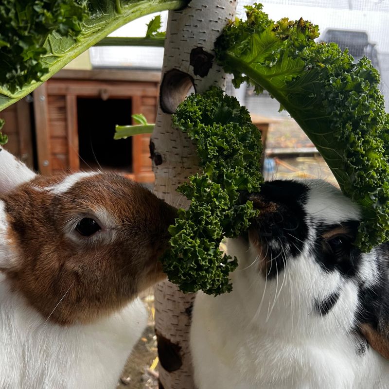 Zwei Kaninchen knabbern genüsslich an einem Kohlblatt.
